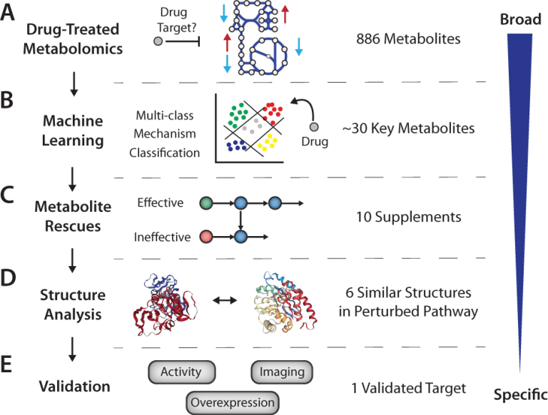 Integrating Machine Learning, Metabolomics and Structural Analysis for Drug Off Target Discovery