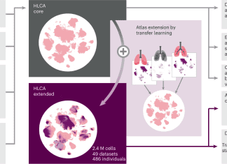 Mapping the Cellular Landscape of the Lung: A Comprehensive Human Lung Cell Atlas in Health and Disease Mapping the Cellular Landscape of the Lung: A Comprehensive Human Lung Cell Atlas in Health and Disease