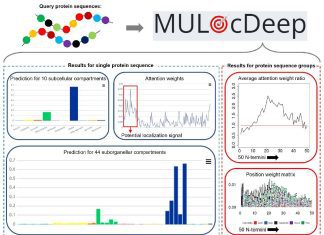 Advancing Protein Subcellular and Suborganellar Localization Prediction and Visualization with MULocDeep Advancing Protein Subcellular and Suborganellar Localization Prediction and Visualization with MULocDeep