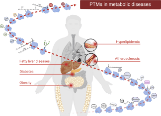 Exploring Protein Modifications in Metabolic Diseases: Molecular Mechanisms and Therapeutic Strategies Exploring Protein Modifications in Metabolic Diseases: Molecular Mechanisms and Therapeutic Strategies