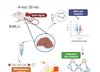 Integrating Transcriptomics, Metabolomics, and In-silico Drug Predictions to Analyze Burn-induced Liver Damage: A Step Towards Curing Burn-inflicted Trauma Integrating Transcriptomics, Metabolomics, and In-silico Drug Predictions to Analyze Burn-induced Liver Damage