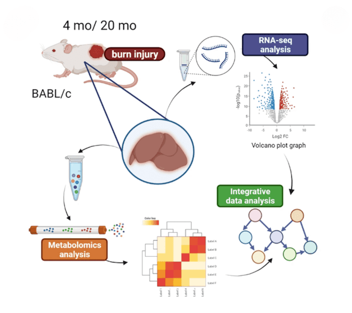 Integrating Transcriptomics, Metabolomics, and In-silico Drug Predictions to Analyze Burn-induced Liver Damage