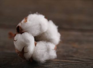 Uncovering the Genetic Blueprint of Cotton: Scientists Sequence the Cotton Genome Uncovering the Genetic Blueprint of Cotton: Scientists Sequence the Cotton Genome