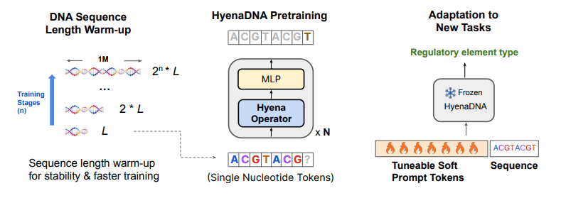 HyenaDNA recipe for long-range foundation models in genomics.