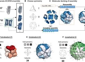 A Synergistic Approach: AlphaFold and Symmetrical Docking for Precise Protein Assembly Structure Prediction A Synergistic Approach: AlphaFold and Symmetrical Docking for Precise Protein Assembly Structure Prediction