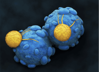 Guardians of Immunity: How T Cells Fight Diseases and Keep Us Healthy Guardians of Immunity: How T Cells Fight Diseases and Keep Us Healthy