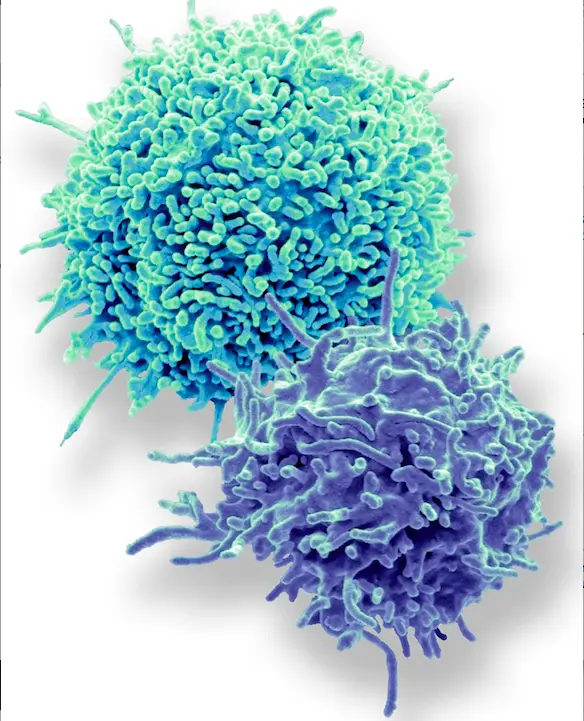 T-Cells