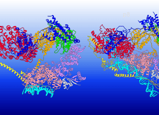 The Shape Shifters of DNA: Exploring Dynamic Conformational Switching in TFIIH Function and its Impact on Genetic Diseases TFIIH: Transcription factor IIH