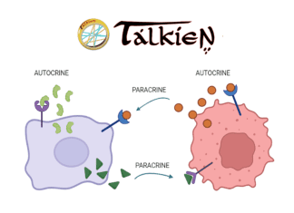 Meet TALKIEN: A New Tool to Decipher Molecular Crosstalk Through Ligand-Receptor Interactions in Cancer Meet TALKIEN: A New Tool to Decipher Molecular Crosstalk Through Ligand-Receptor Interactions in Cancer