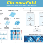 Ameliorating the Chromatin Landscape: ChromaFold's Accurate 3D Contact Map Prediction from scATAC-seq Data