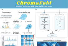 Ameliorating the Chromatin Landscape: ChromaFold’s Accurate 3D Contact Map Prediction from scATAC-seq Data Ameliorating the Chromatin Landscape: ChromaFold's Accurate 3D Contact Map Prediction from scATAC-seq Data