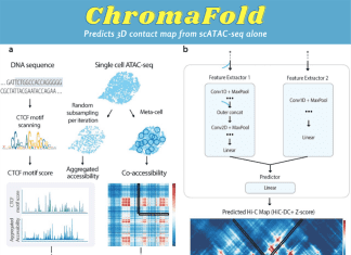 Ameliorating the Chromatin Landscape: ChromaFold’s Accurate 3D Contact Map Prediction from scATAC-seq Data Ameliorating the Chromatin Landscape: ChromaFold's Accurate 3D Contact Map Prediction from scATAC-seq Data