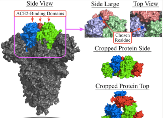 Brock Researchers Develop AI-Powered Tool ‘DAPTEV’ to Design New Aptamer Drugs for COVID-19 Brock Researchers Develop AI-Powered Tool "DAPTEV" to Design New Aptamer Drugs for COVID-19