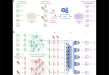 Stanford’s GEARS: An Innovative Approach to Predicting Transcriptional Outcomes of Multigene Perturbation Stanford's GEARS: A Novel Method for Predicting Transcriptional Outcomes of Novel Multigene Perturbations