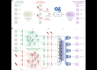 Stanford’s GEARS: An Innovative Approach to Predicting Transcriptional Outcomes of Multigene Perturbation Stanford's GEARS: A Novel Method for Predicting Transcriptional Outcomes of Novel Multigene Perturbations