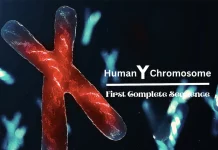 Scientists Assemble the First Complete Human Y Chromosome Sequence: A Milestone in Genomics Research Scientists Reveal the First Complete Human Y Chromosome Sequence: A Milestone in Genomics Research