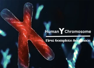 Scientists Assemble the First Complete Human Y Chromosome Sequence: A Milestone in Genomics Research Scientists Reveal the First Complete Human Y Chromosome Sequence: A Milestone in Genomics Research