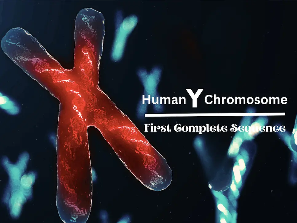 Scientists Reveal the First Complete Human Y Chromosome Sequence: A Milestone in Genomics Research