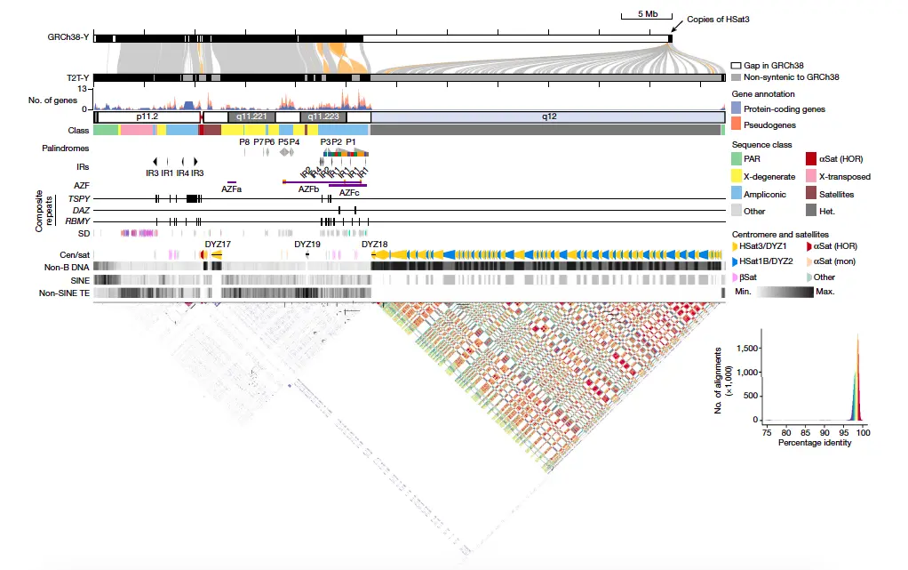 Scientists Reveal the First Complete Human Y Chromosome Sequence: A Milestone in Genomics Research