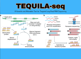 CHOP Researchers Unveil TEQUILA-seq: A Versatile and Affordable Tool for Targeted Long-Read RNA Sequencing CHOP Researchers Unveil TEQUILA-seq: A Versatile and Affordable Tool for Targeted Long-Read RNA Sequencing