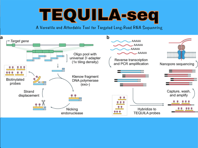 CHOP Researchers Unveil TEQUILA-seq: A Versatile and Affordable Tool for Targeted Long-Read RNA Sequencing