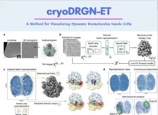 Unveiling Cellular Secrets: Visualizing Dynamic Biomolecular Machinery with CryoDRGN-ET Unveiling Cellular Secrets: Visualizing Dynamic Biomolecular Machinery with Cryo-DRGN-ET