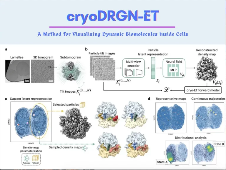Unveiling Cellular Secrets: Visualizing Dynamic Biomolecular Machinery with Cryo-DRGN-ET