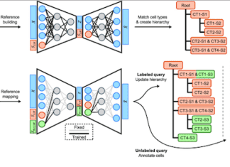 Connecting the Cellular Dots with treeArches: How Single-Cell Reference Mapping Constructs and Extends Cell-type Hierarchies Connecting the Cellular Dots: How Single-Cell Reference Mapping Constructs and Extends Cell-type Hierarchies
