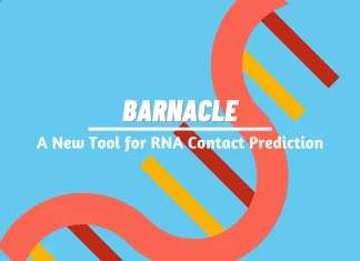 Meet BARNACLE: A New Tool to Predict RNA Contacts using Data Efficient Deep Learning Meet BARNACLE: A New Tool to Predict RNA Contacts using Data Efficient Deep Learning