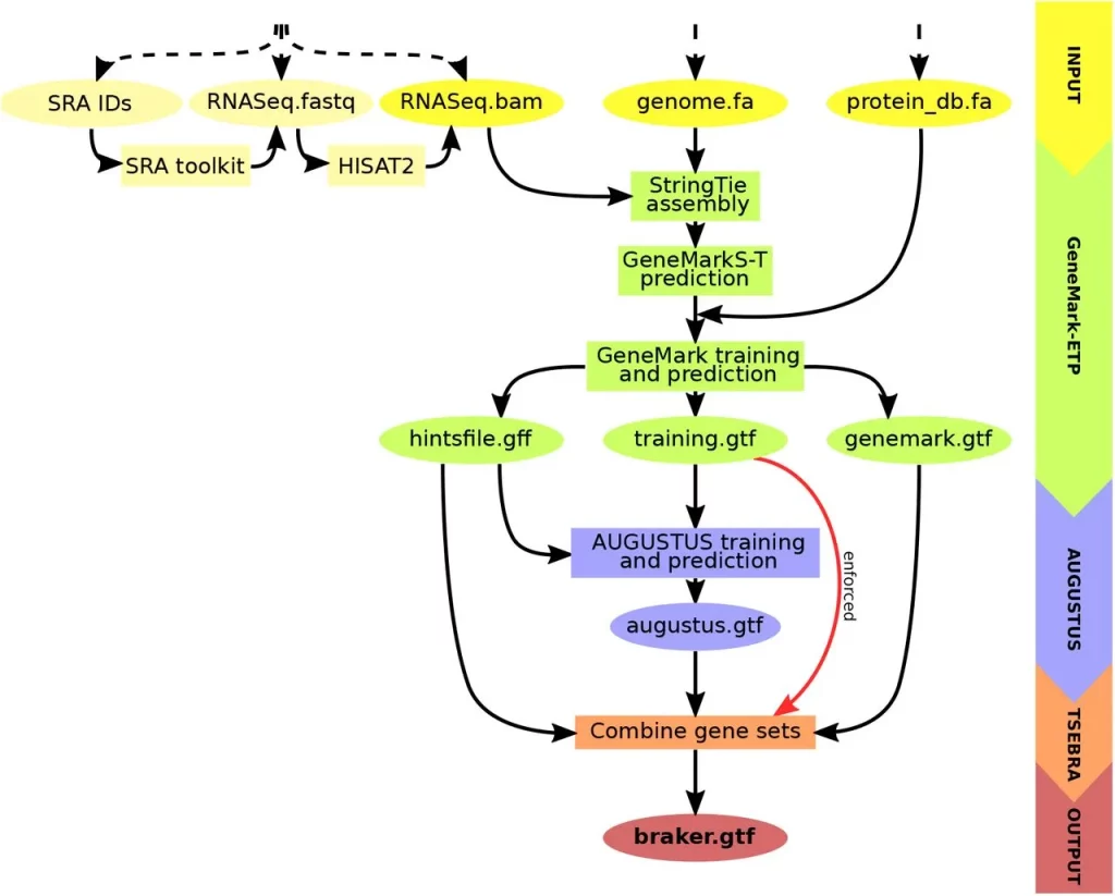 Accurate Annotations of Eukaryotic Genomes using RNA-Seq Data Made Easy: The BRAKER3 Advantage