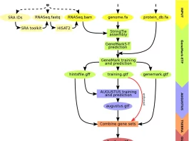 Accurate Annotations of Eukaryotic Genomes using RNA-Seq Data Made Easy: The BRAKER3 Advantage