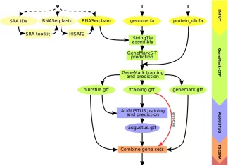 Accurate Annotation of Eukaryotic Genomes Made Easy: The BRAKER3 Advantage Accurate Annotations of Eukaryotic Genomes using RNA-Seq Data Made Easy: The BRAKER3 Advantage