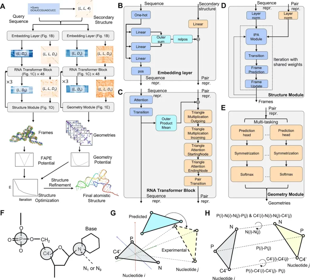 Meet DRfold: A Novel Method to Predict RNA Tertiary Structures with Unprecedented Accuracy