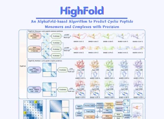 Meet HighFold: An AlphaFold-based Algorithm to Predict Cyclic Peptide Monomers and Complexes with Precision HighFold: An AlphaFold-based Algorithm Predicts Cyclic Peptide Monomers and Complexes with Precision