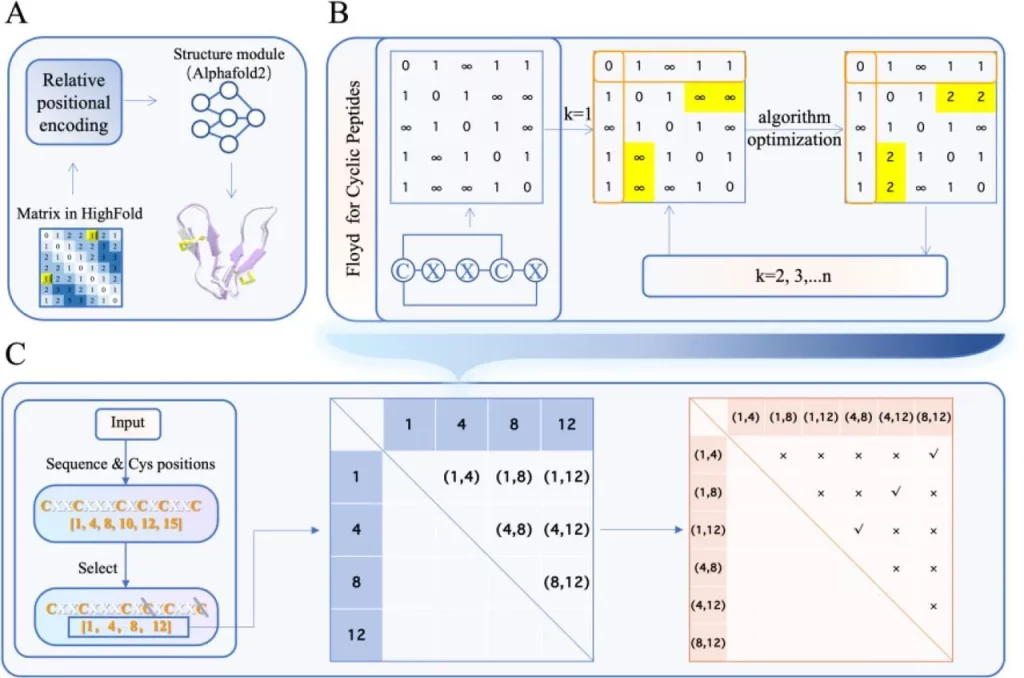 HighFold: An AlphaFold-based Algorithm Predicts Cyclic Peptide Monomers and Complexes with Precision