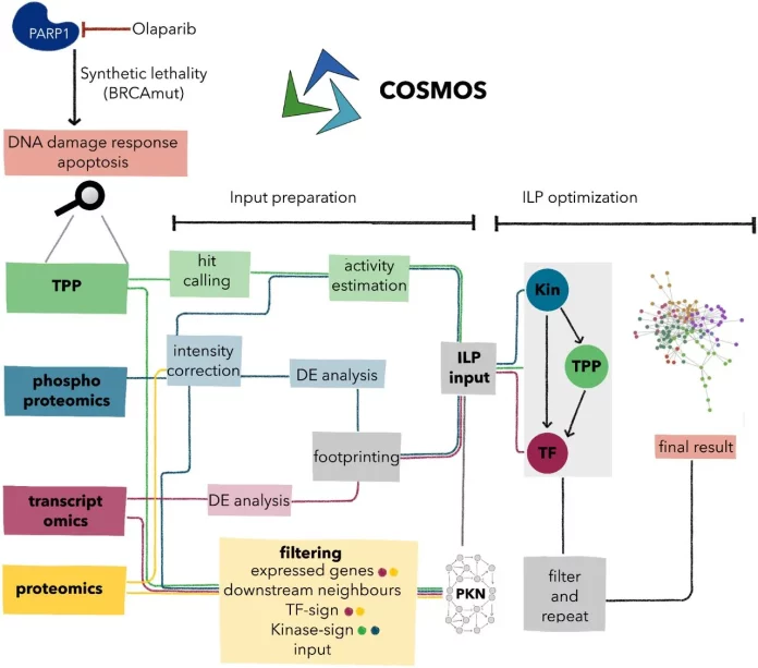 Integrative Multi-Omics Analysis Reveals Molecular Responses To PARP ...