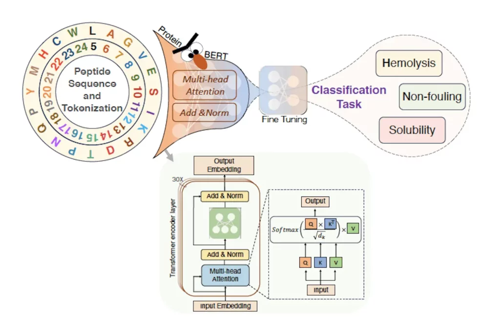 PeptideBERT, a Transformer-based Language Model for Predicting Peptide Properties using Amino Acid Sequences Only