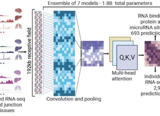 BigRNA: A Foundation Model for RNA Biology that Revolutionizes Personalized RNA Therapeutics BigRNA: A Foundation Model for RNA Biology that Revolutionizes Personalized RNA Therapeutics