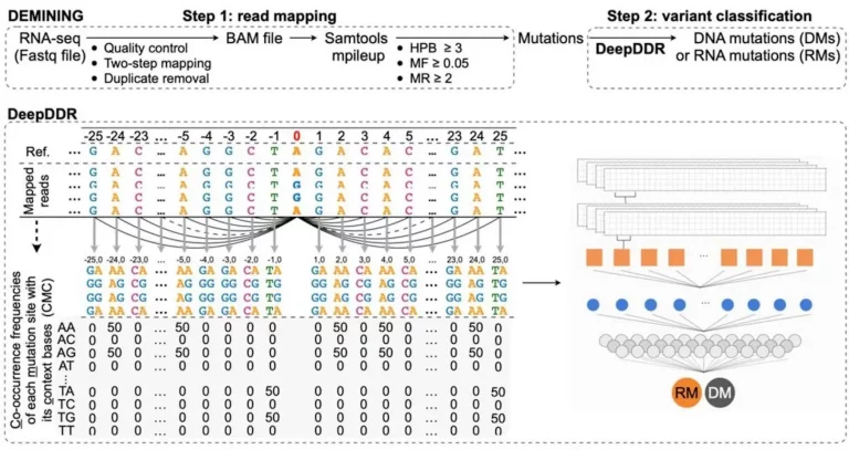 New Deep Learning Framework 'DEMINING' Distinguishes DNA and RNA Mutations Directly from RNA-Seq Data