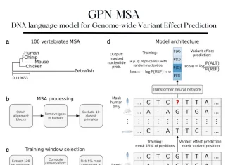 Alignment-Based DNA Language Models: The GPN-MSA Approach Enables Accurate Genome-wide Variant Effect Prediction Alignment-Based DNA Language Models: The GPN-MSA Approach Enables Accurate Genome-wide Variant Effect Prediction