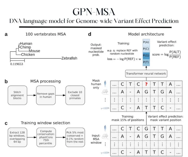 Alignment-Based DNA Language Models: The GPN-MSA Approach Enables Accurate Genome-wide Variant Effect Prediction