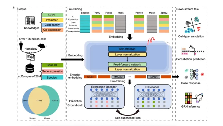 GeneCompass: A New Foundation Model that Unlocks the Secrets of Gene Regulation Across Species