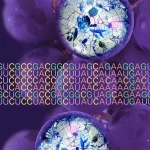 New Findings Challenge Traditional Rules of Genetics: UAA and UAG Codons Take on New Roles