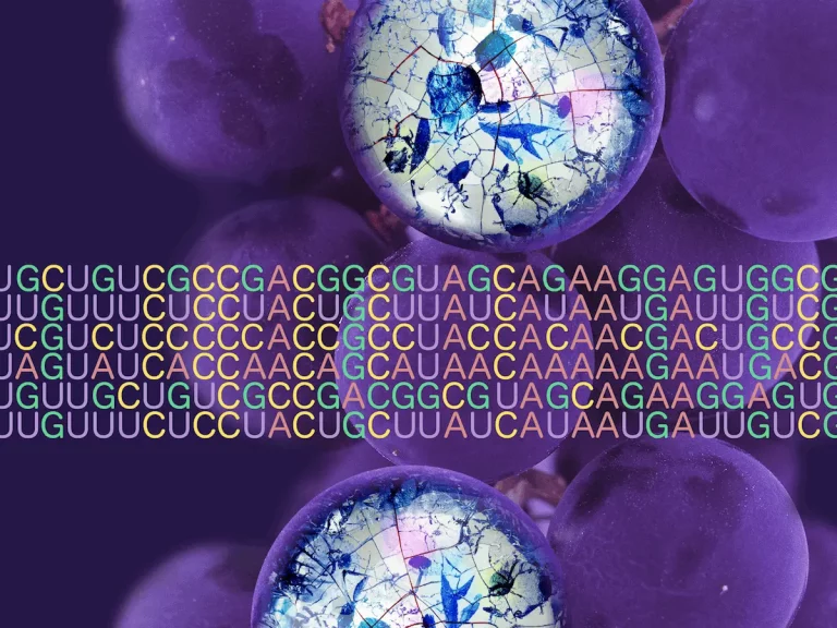 New Findings Challenge Traditional Rules of Genetics: UAA and UAG Codons Take on New Roles