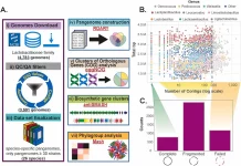 A Comprehensive Look at Lactic Acid Bacteria: Pangenome Analysis Reveals New Opportunities for Food and Health A Comprehensive Look at Lactic Acid Bacteria: Pan-Genome Analysis Reveals New Opportunities for Food and Health