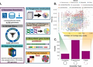 A Comprehensive Look at Lactic Acid Bacteria: Pangenome Analysis Reveals New Opportunities for Food and Health A Comprehensive Look at Lactic Acid Bacteria: Pan-Genome Analysis Reveals New Opportunities for Food and Health