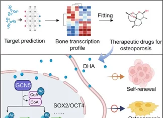 Deep Learning Unveils Antimalarial Drug’s Potential to Combat Osteoporosis Deep Learning Unveils Antimalarial Drug's Potential to Combat Osteoporosis