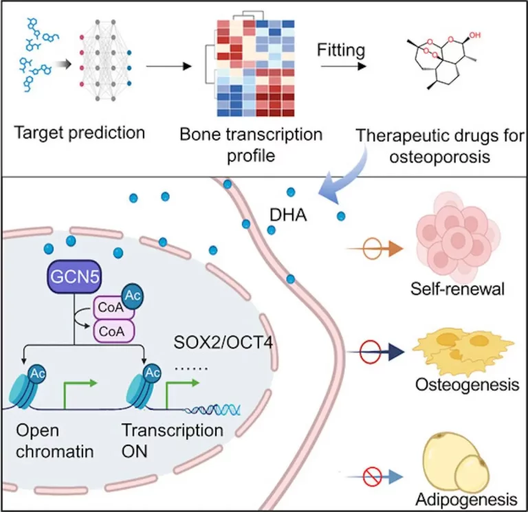 Deep Learning Unveils Antimalarial Drug's Potential to Combat Osteoporosis