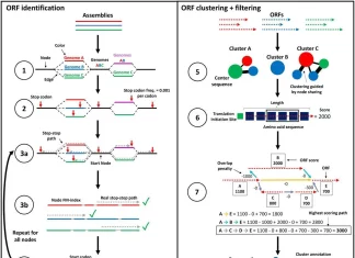 Meet ggCaller: A Fast and Accurate Solution for Pangenome Annotation and Clustering ggCaller workflow