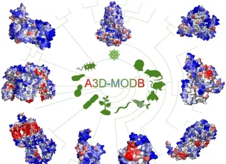 Meet A3D-MODB: A New Database for Predicting Protein Aggregation in Model Organisms A3D-MODB: A New Database for Predicting Proteome Aggregation in Model Organisms